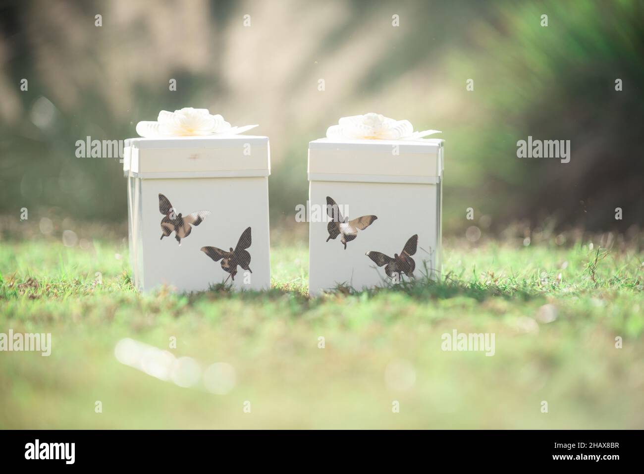 White Butterfly Release Boxes with White Bows and butterfly shaped cut