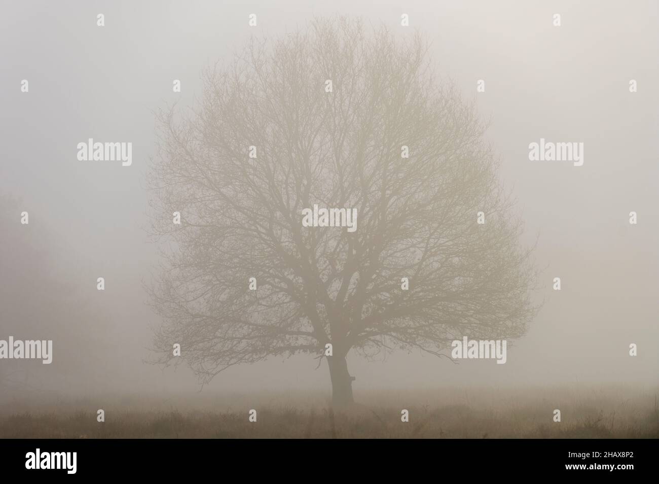 Silhouette of a solitary oak tree in the fog Stock Photo