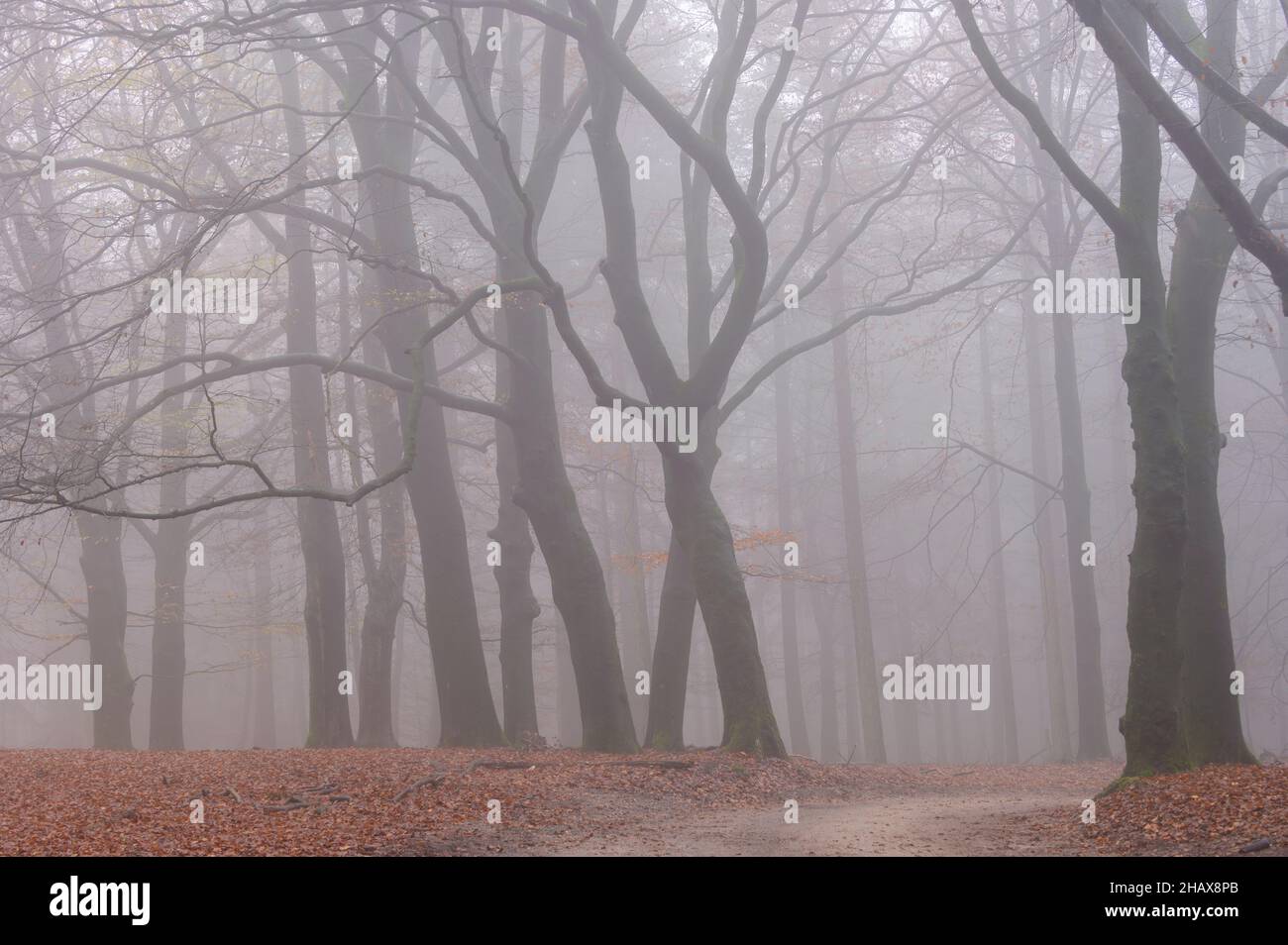 Beech trees in morning mist Stock Photo