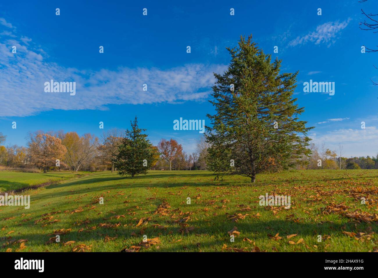 Beautiful landscape view with fallen dry leaves on the green meadow and ...