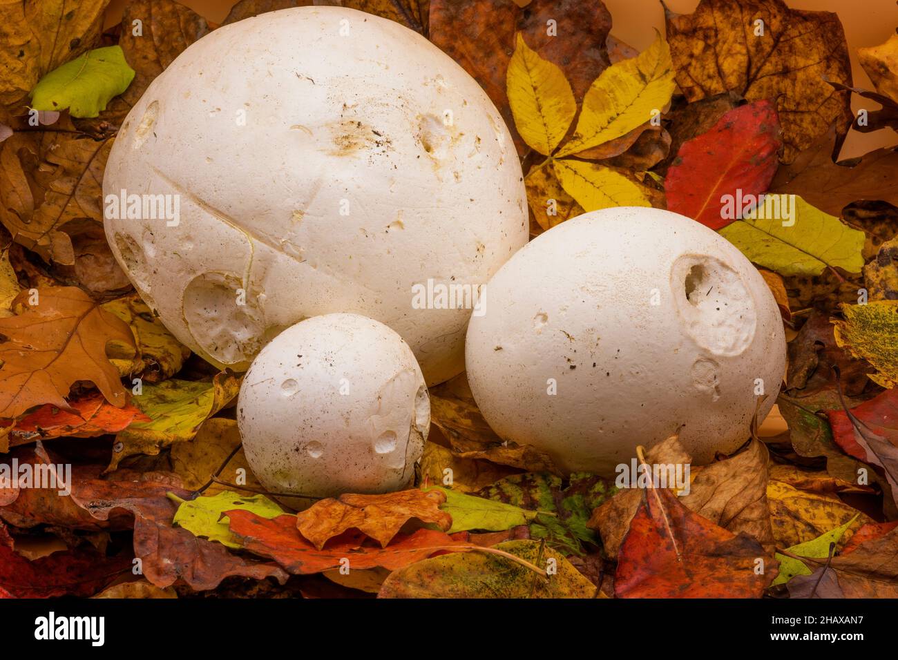 Three Calvatia gigantea, also known at giarnt puffball mushrooms, sit on autumn leaves. Stock Photo
