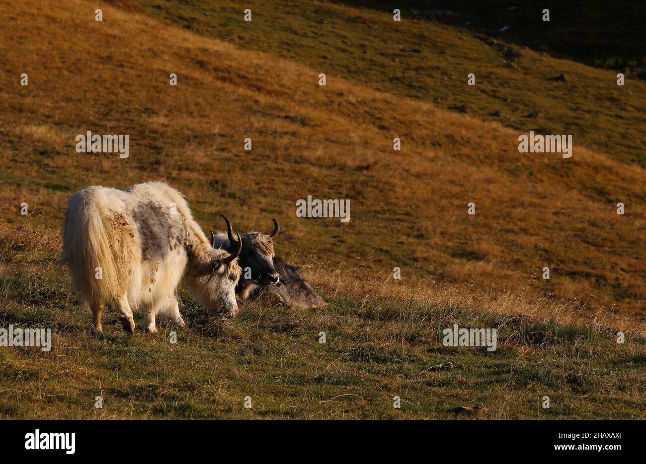 Yak, Hochlandrind in der Morgensonne auf einer Weide am Langkofel oder Sassolungo in der Bergwelt der Dolomiten in Südtirol Italien Stock Photo