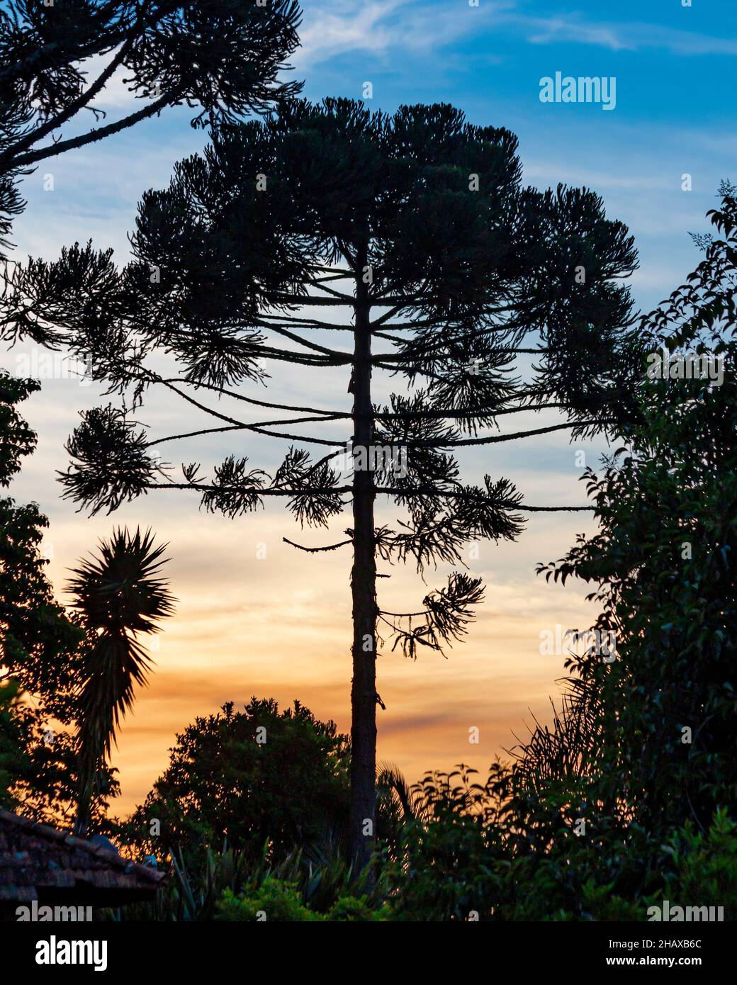 Silhouette of a Pine Araucaria at sunset (Parana Pine / Araucaria angustifolia / 'Araucária' in Brazil) Stock Photo