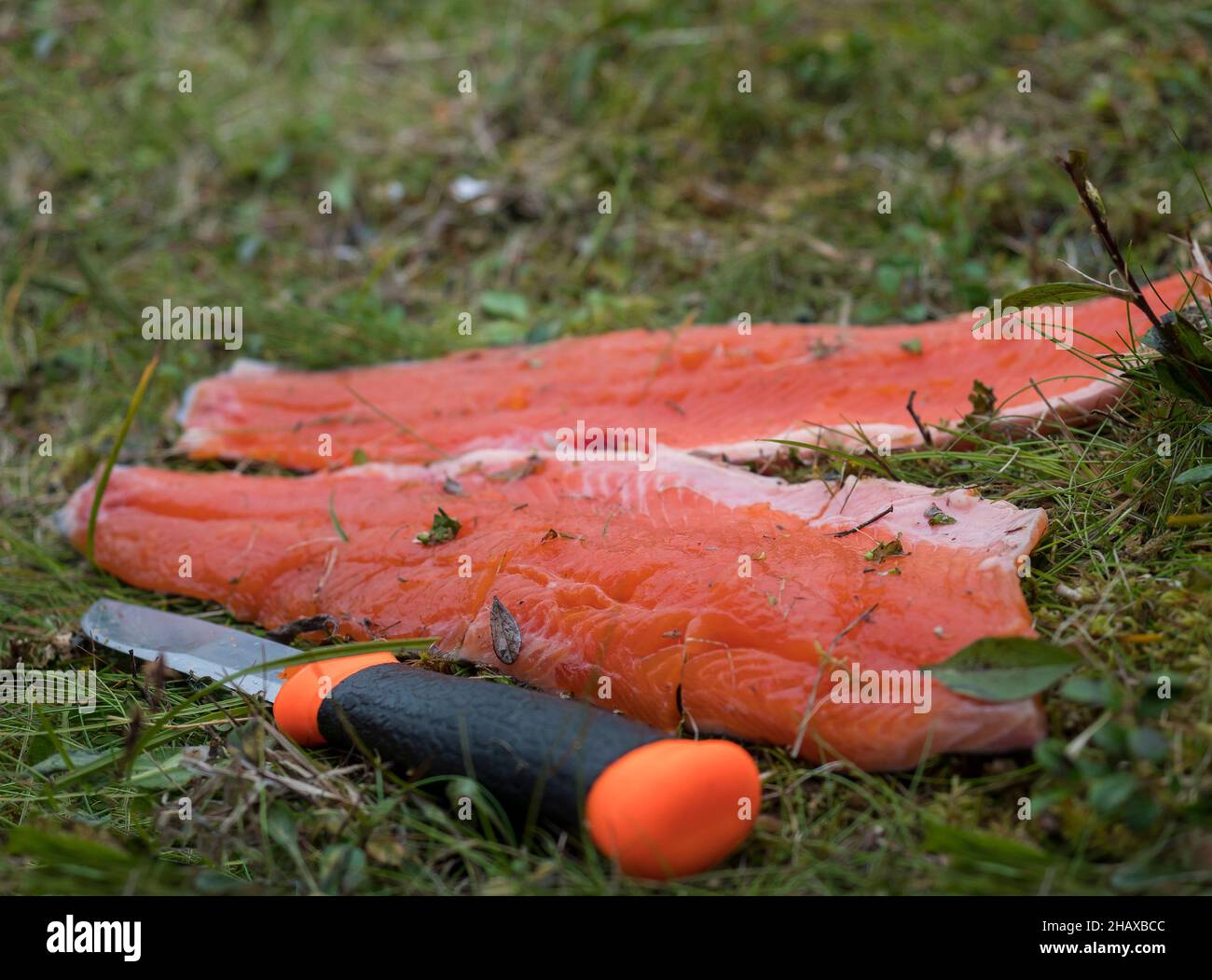 Close up of raw red trout fish fillet, freshly caught arctic char lying