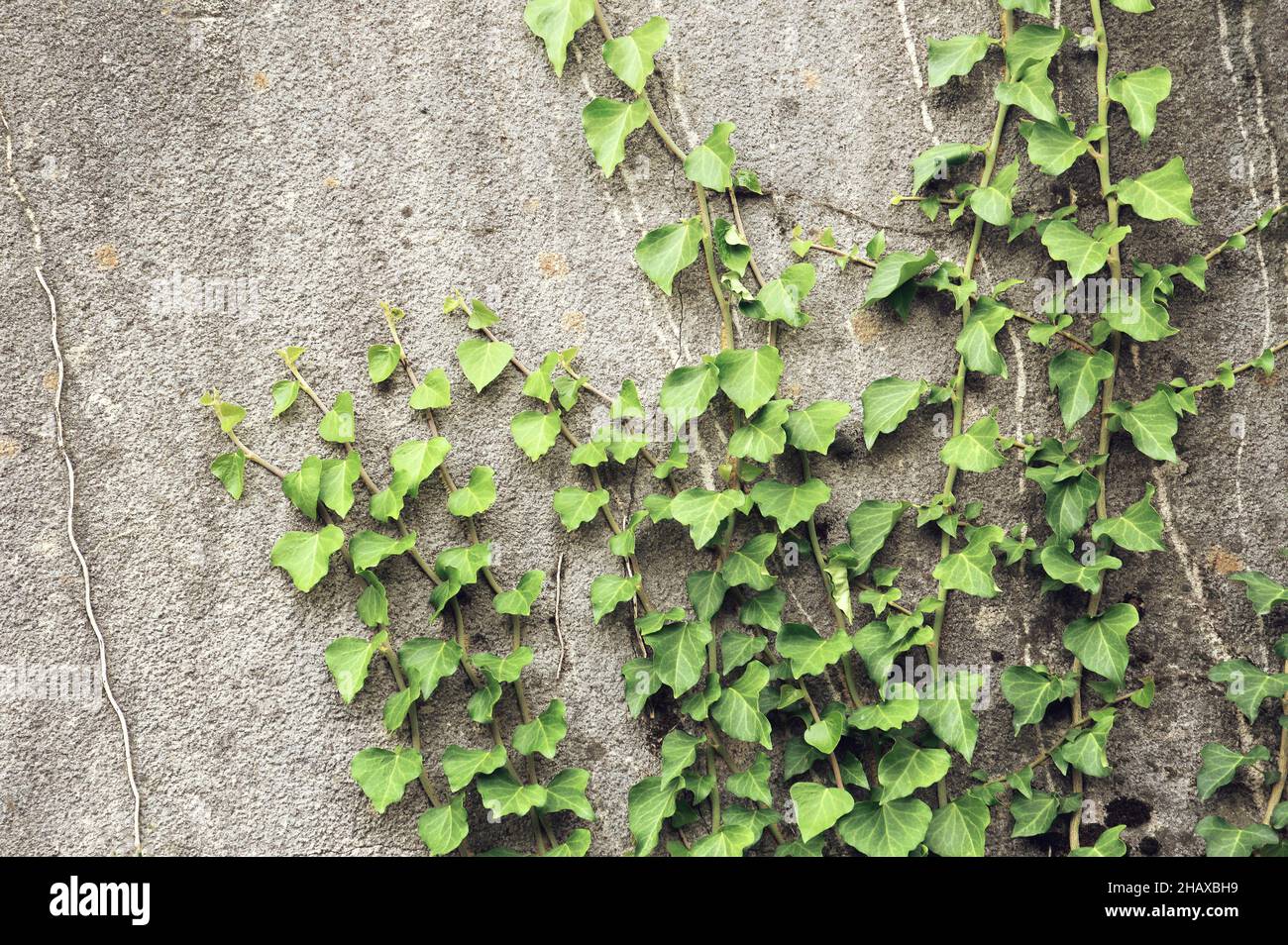 Old concrete wall with climbing ivy plant Stock Photo Alamy