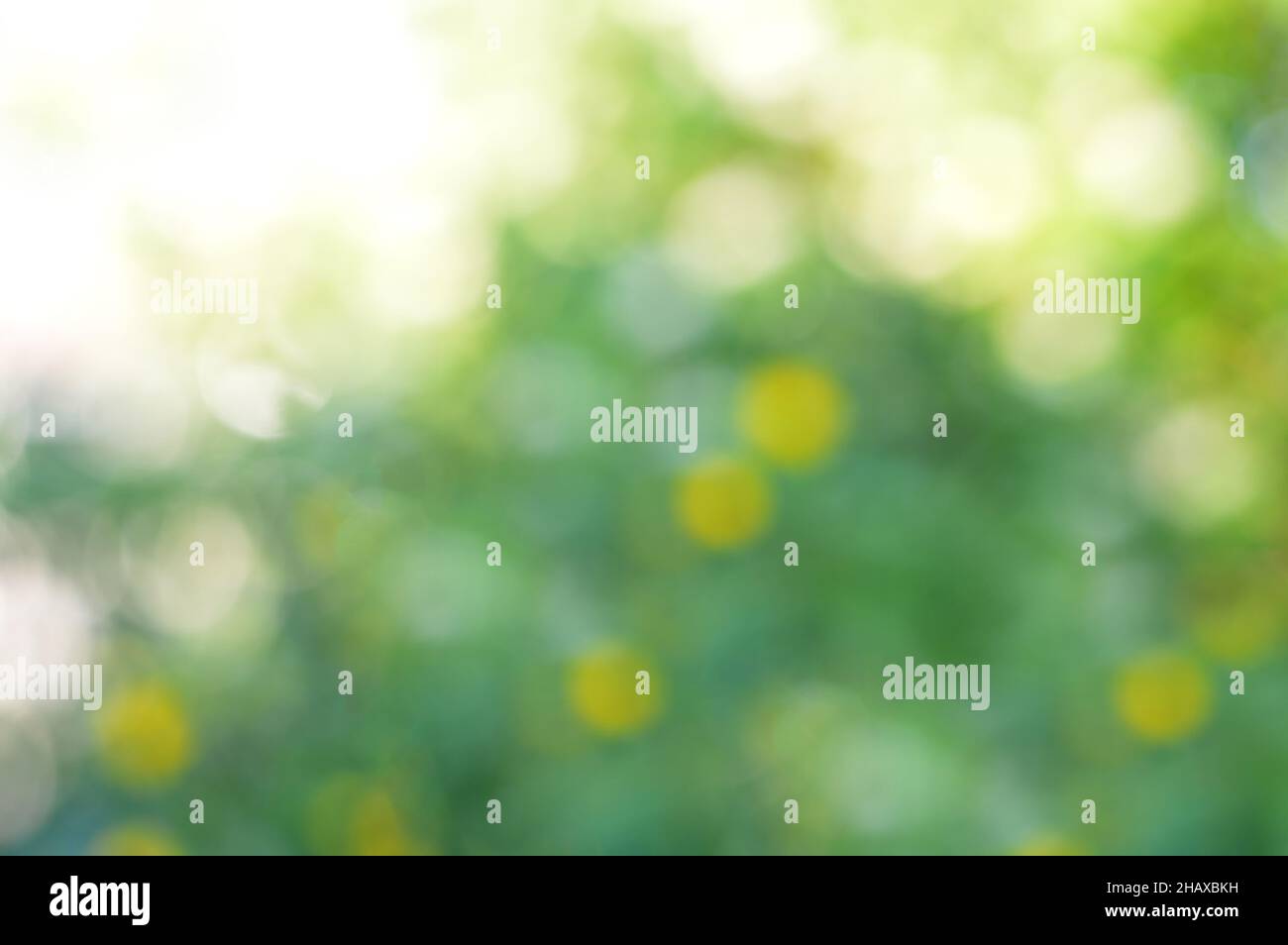 Abstract blurred green nature background Stock Photo