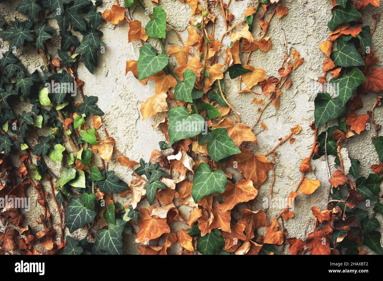 Old concrete wall with wilting climbing ivy plant Stock Photo