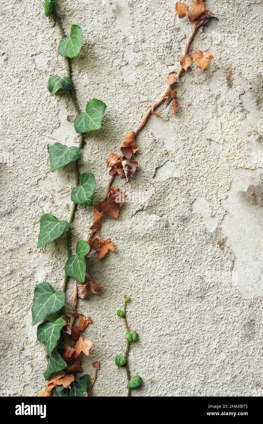 Climbing plant concrete wall hires stock photography and images Alamy