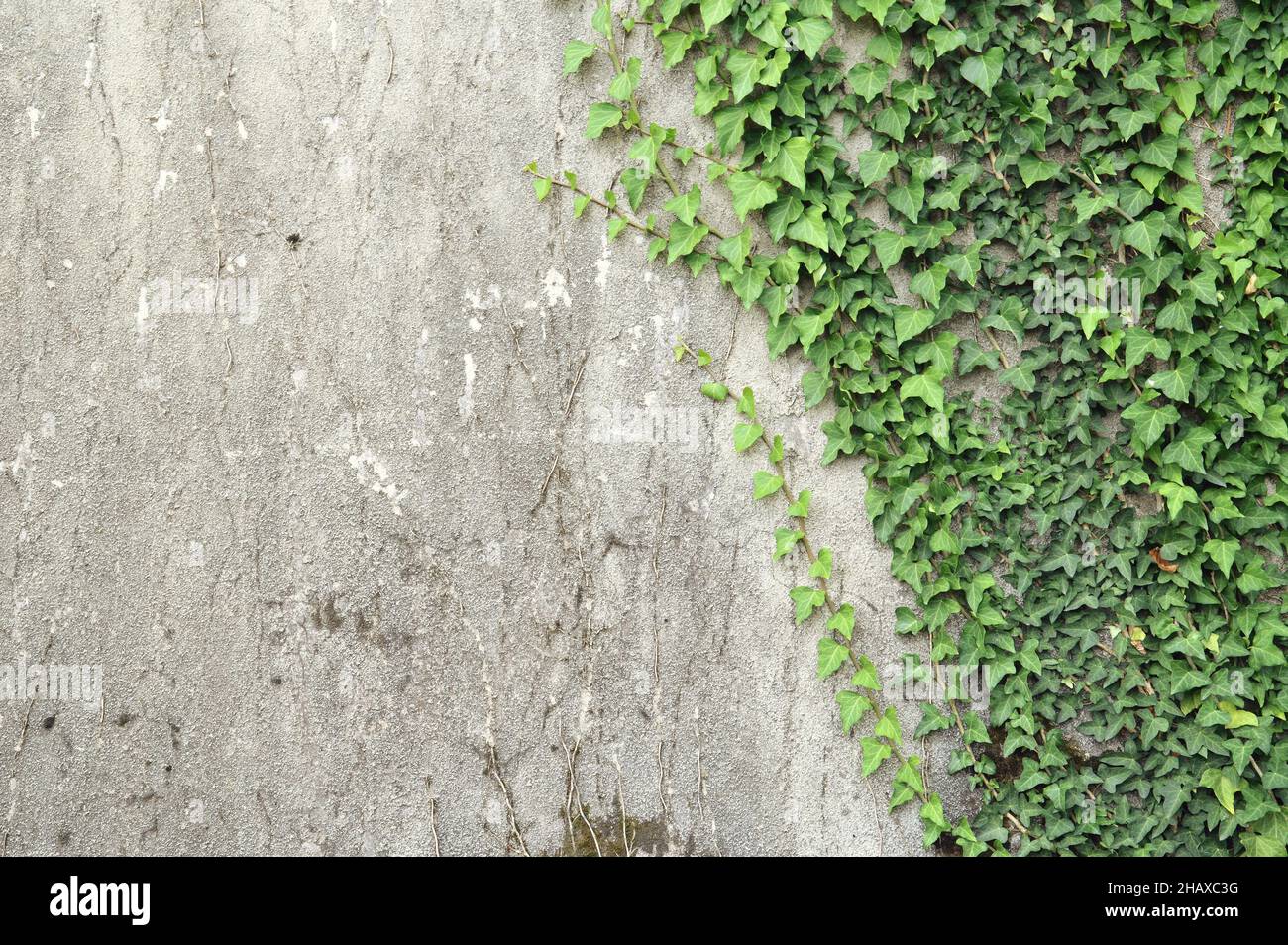 Climbing plant concrete wall hires stock photography and images Alamy