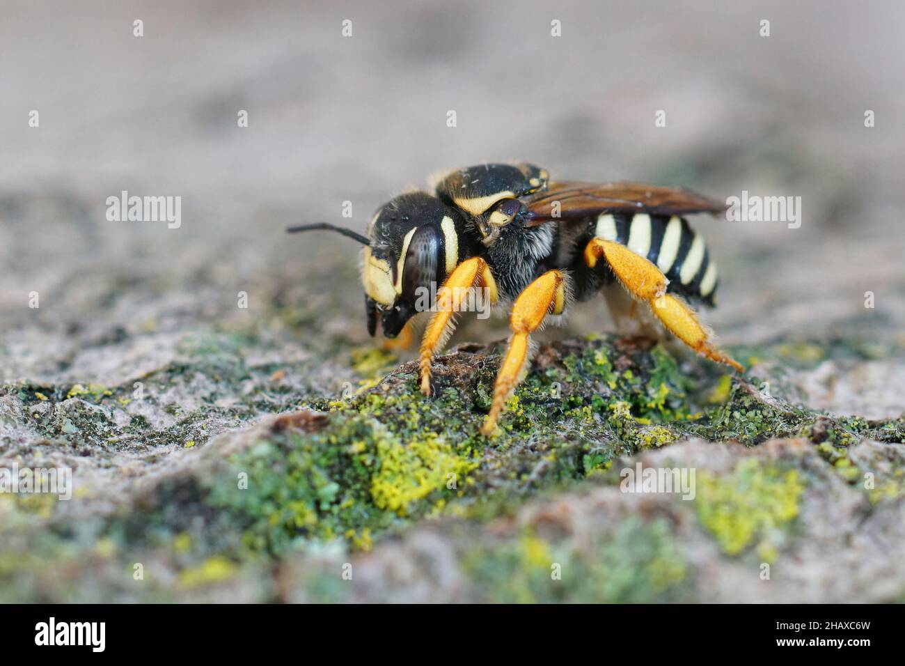 Trachusa Bee Closeup on an endangered, colorful yellow interrupted resin- leafcutter ...