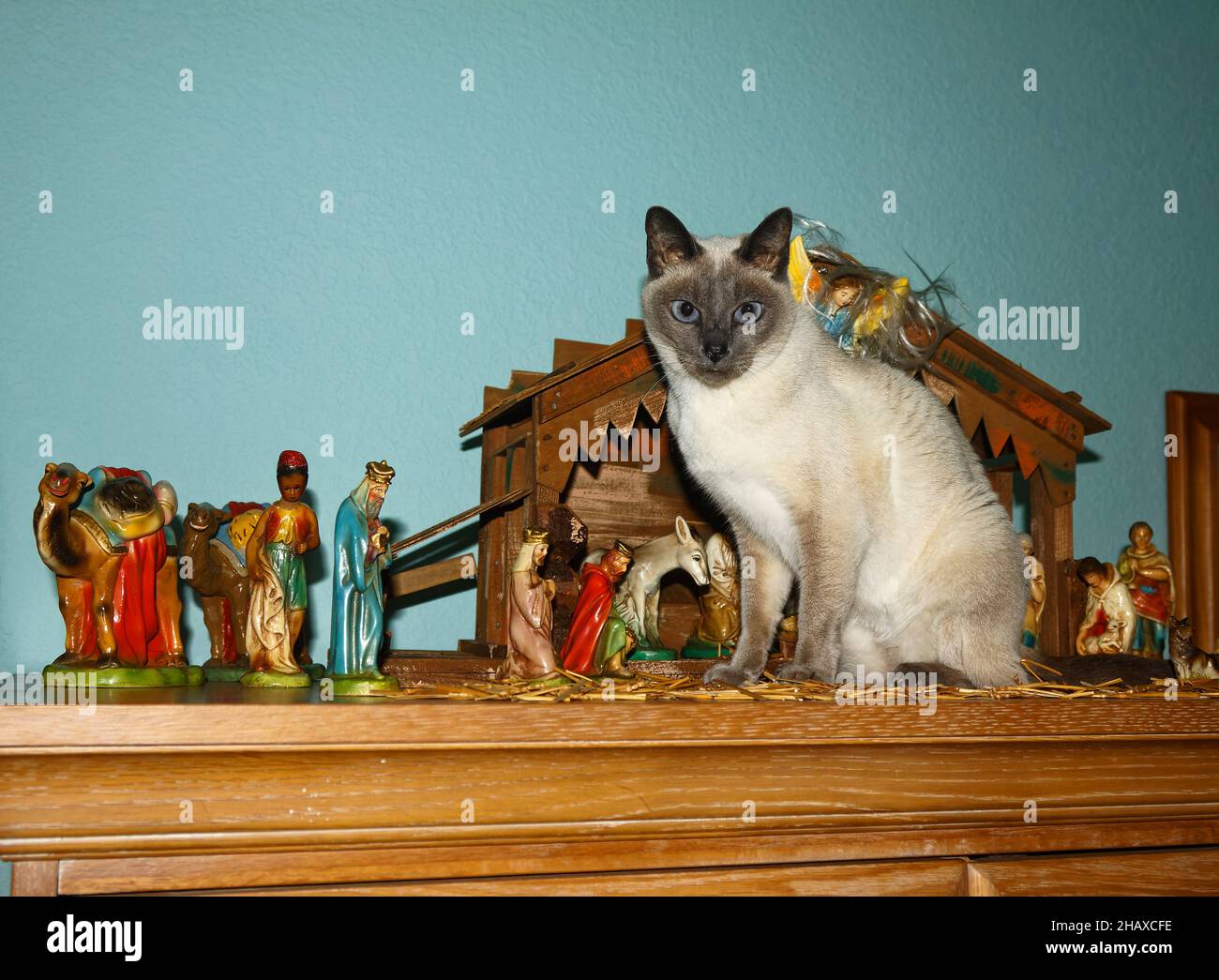cat sitting in creche, Tonkinese, pure bred, Christmas, pet, feline, animal, holiday, cute, humorous, PR Stock Photo