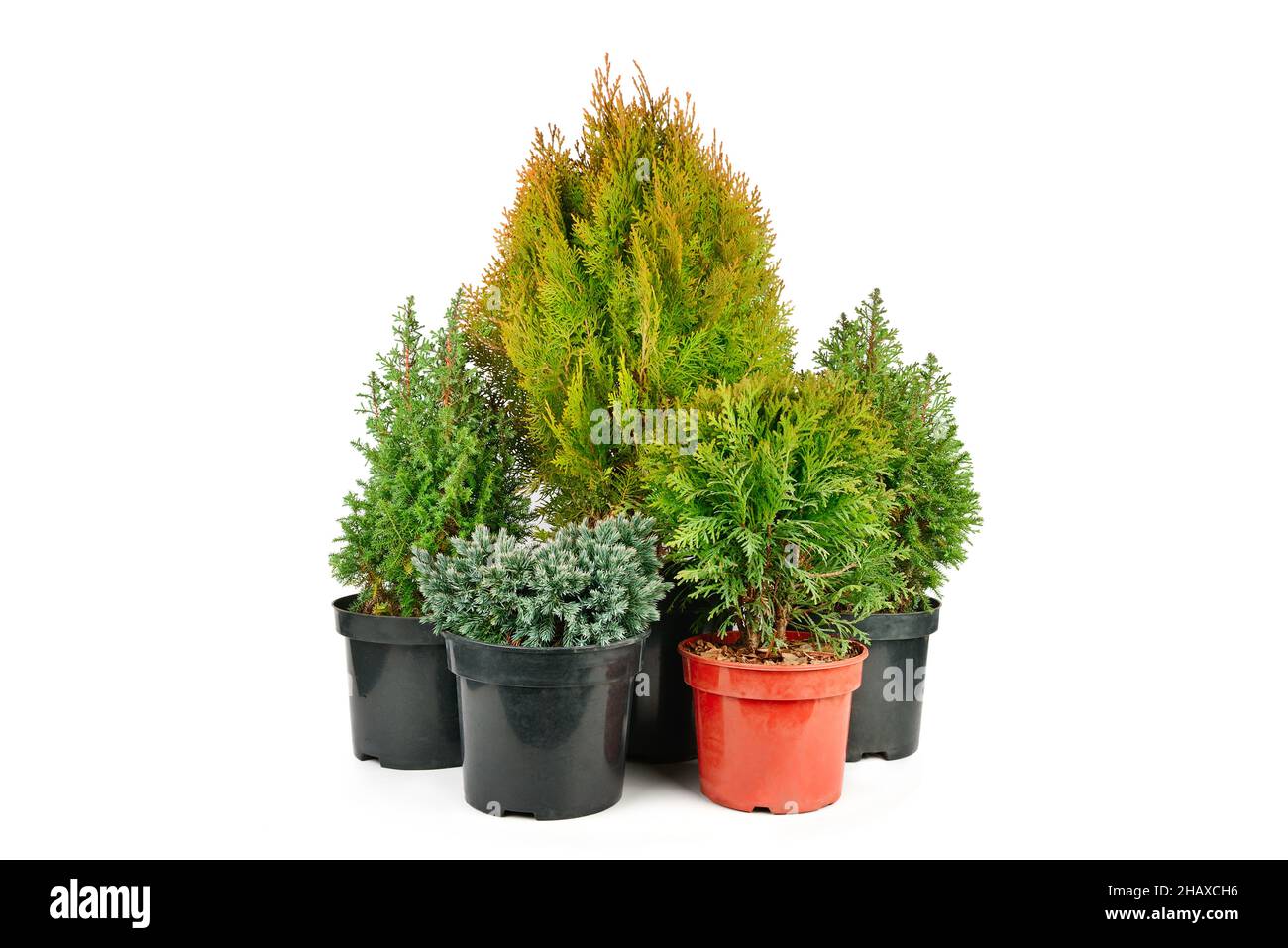 Juniper, cypress and thuja in flower pots isolated on white background. Stock Photo