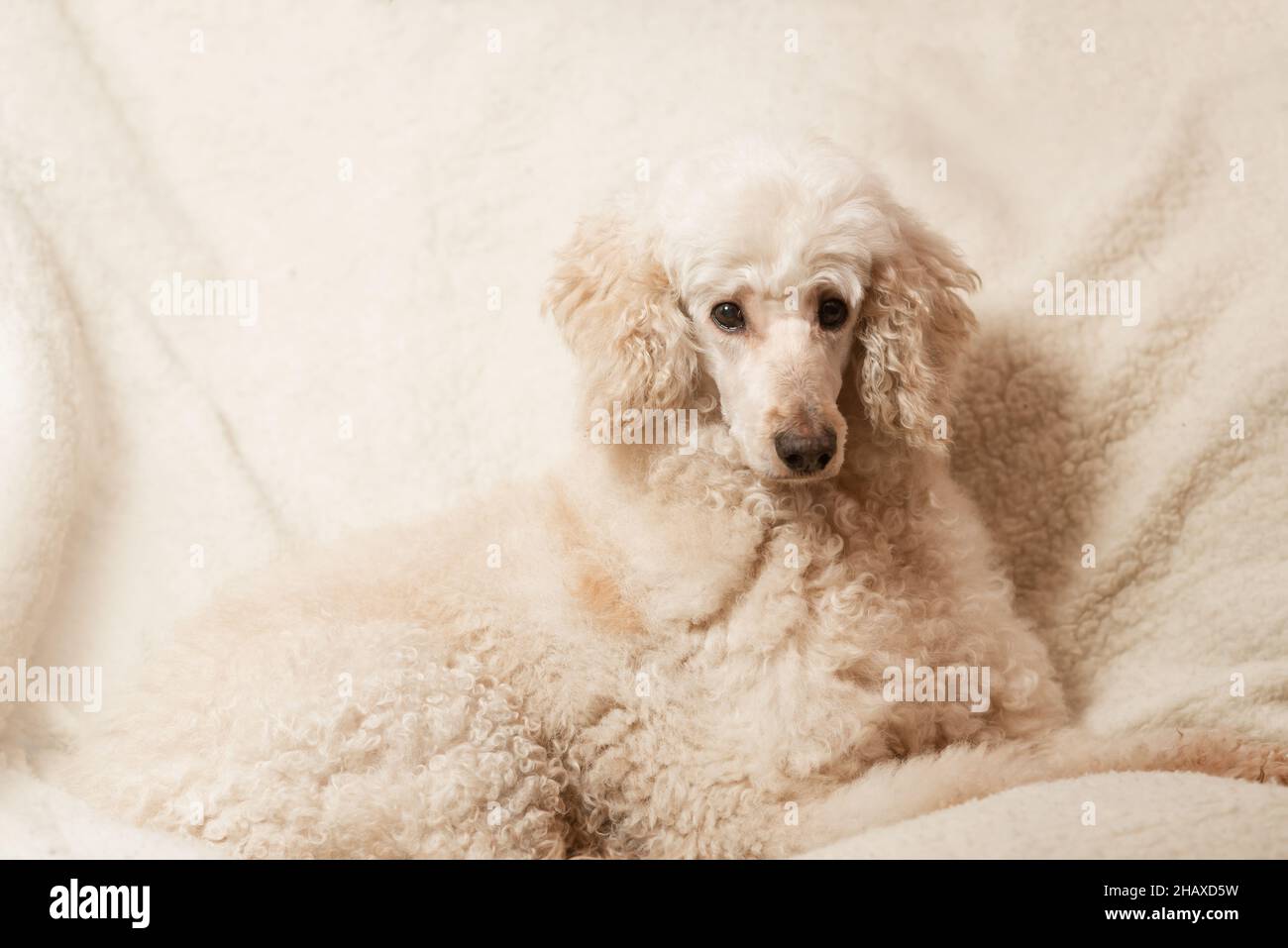 A large dog, a royal poodle, is proudly lying on the couch Stock Photo