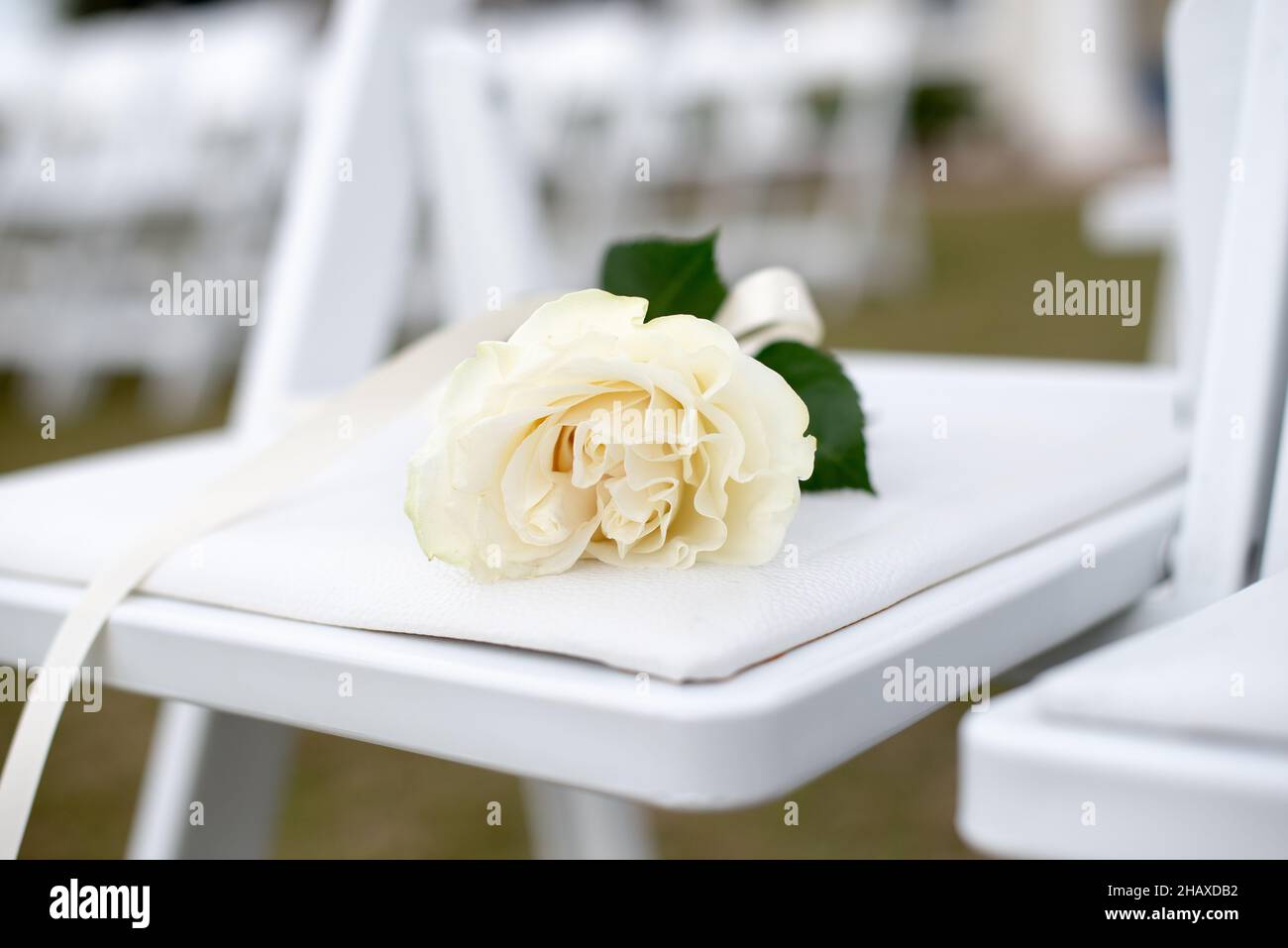 Single white memorial rose on white chair Stock Photo - Alamy