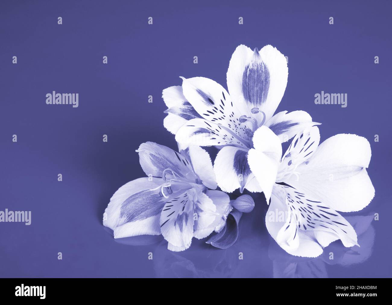 Alstroemeria flowers on a solid background toned in the trendy color Very Peri Stock Photo