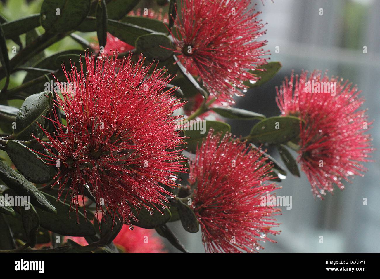 new Zealand christmas tree pohutukawa including yellow variant Stock Photo