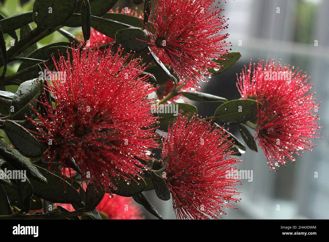 new Zealand christmas tree pohutukawa including yellow variant Stock Photo