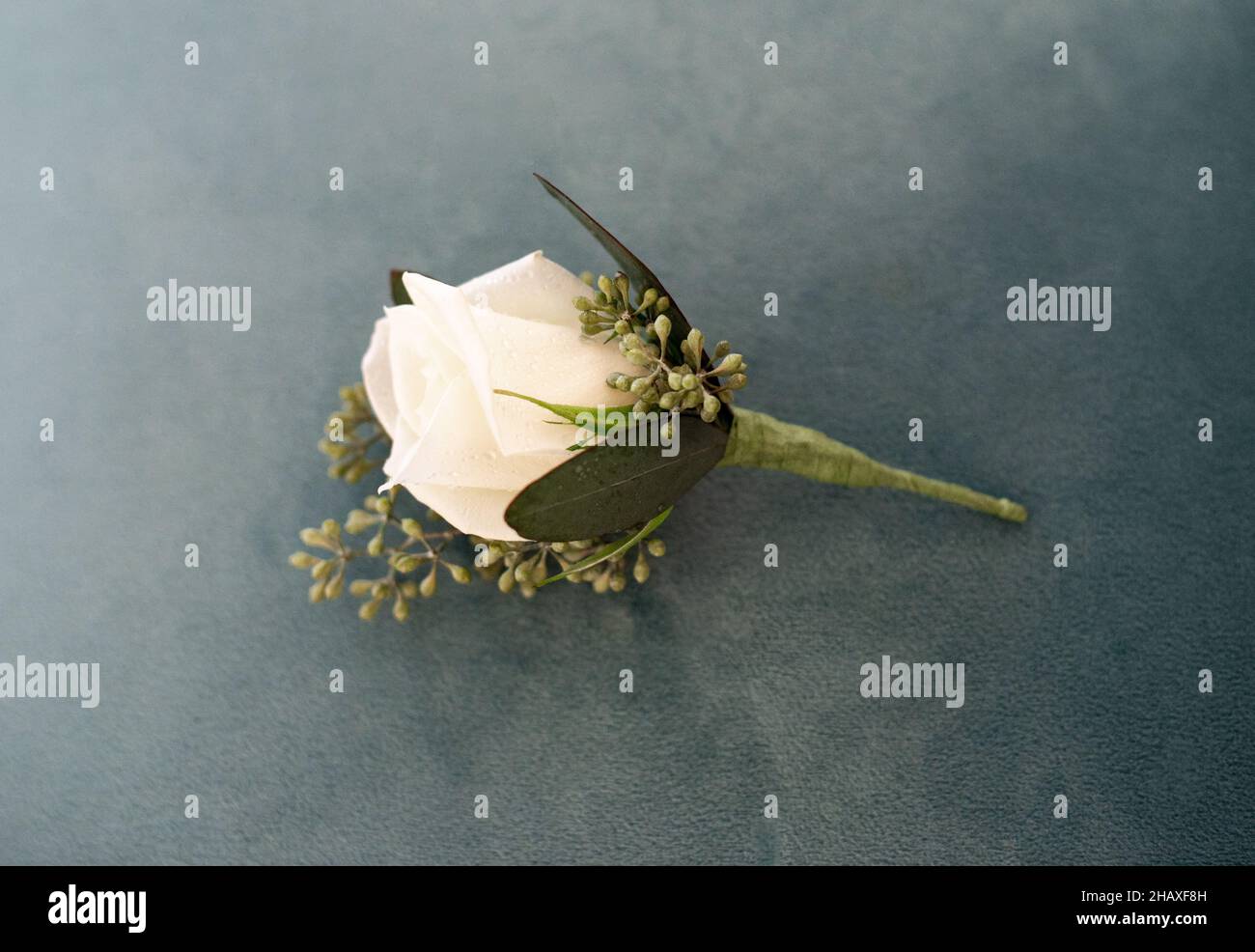 Single white rose on teil blue background Stock Photo - Alamy