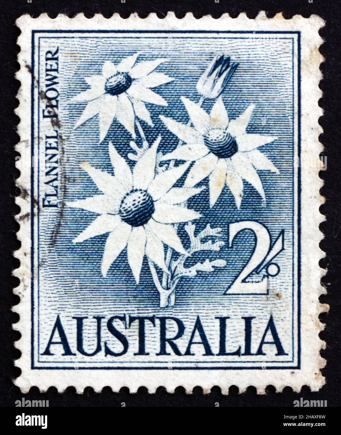 AUSTRALIA - CIRCA 1957: a stamp printed in the Australia shows Flannel Flower, Actinotus Helianthi, Herbaceous Shrub, circa 1957 Stock Photo