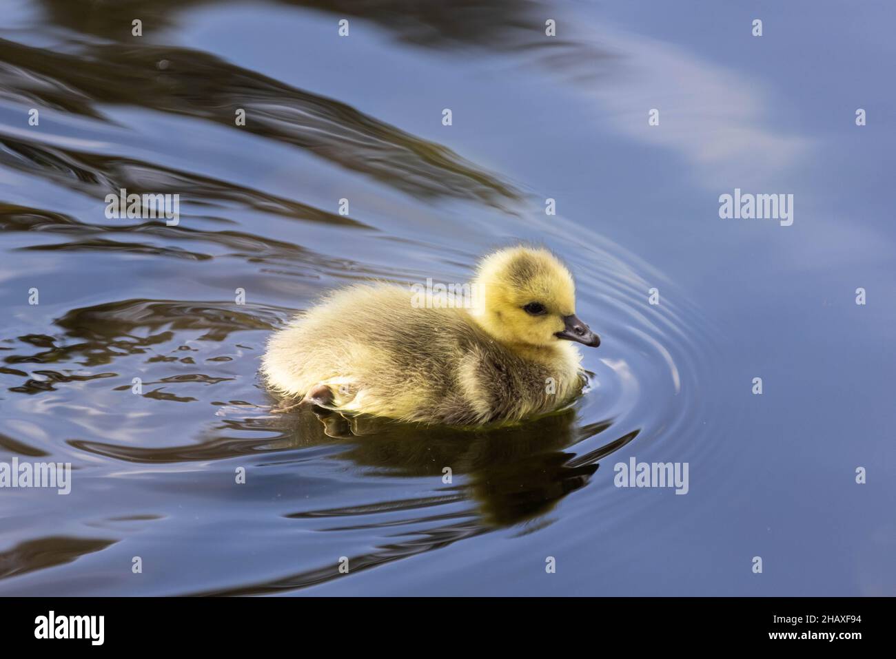 Canada goose gosling Stock Photo - Alamy