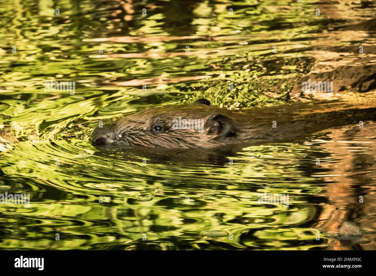 Beaver swimming in the River Otter Stock Photo