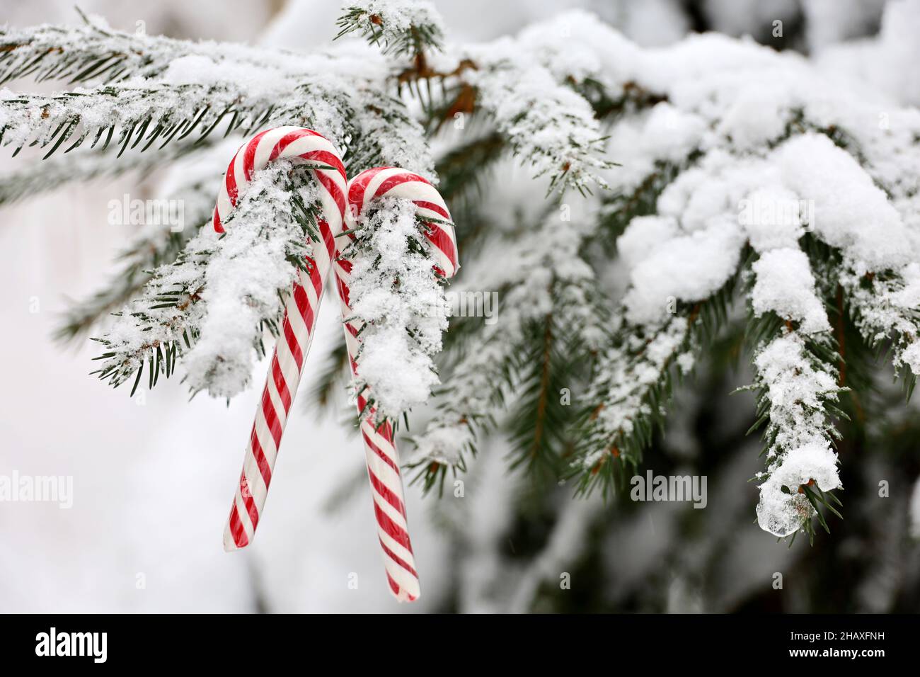 Candy canes hanging on a fir tree branch covered with snow. Christmas