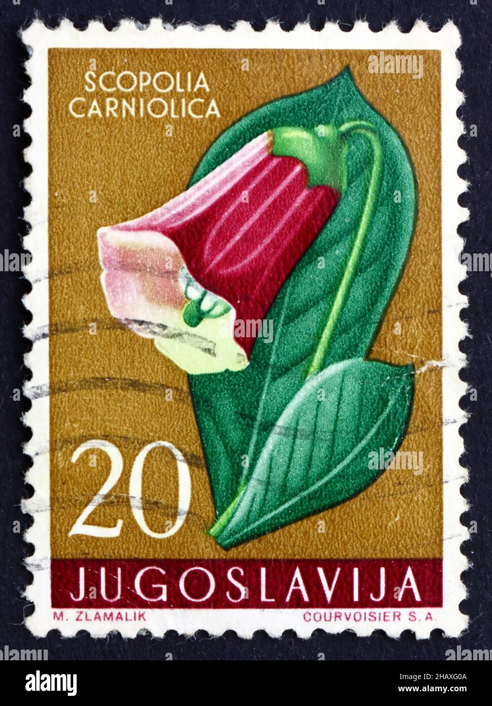 YUGOSLAVIA - CIRCA 1959: a stamp printed in the Yugoslavia shows Henbane Bell, Scopolia Carniolica, Poisonous Plant, circa 1959 Stock Photo