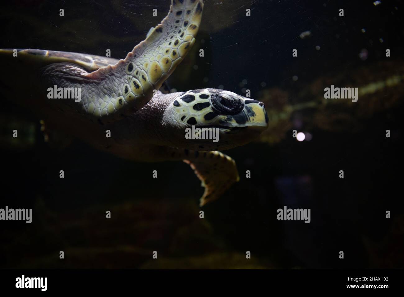sea turtles swimming in dark salt water Stock Photo Alamy