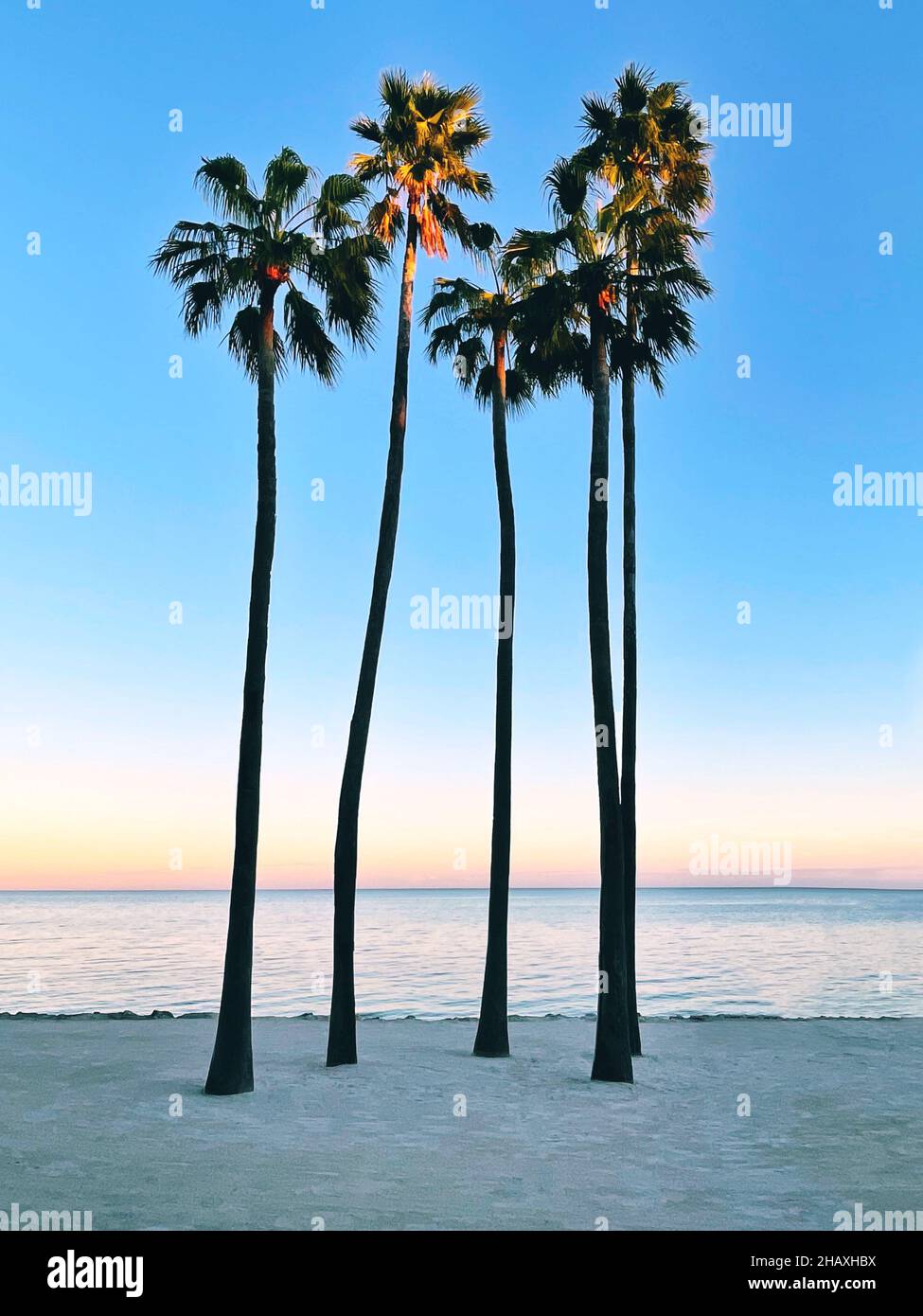 Palm trees on beach at sunset, Islamorada, Florida Keys, Florida, USA Stock Photo