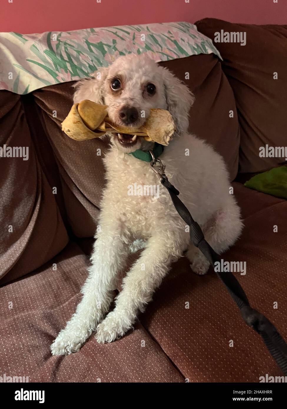 Why Are Dogs Protective Over Bones