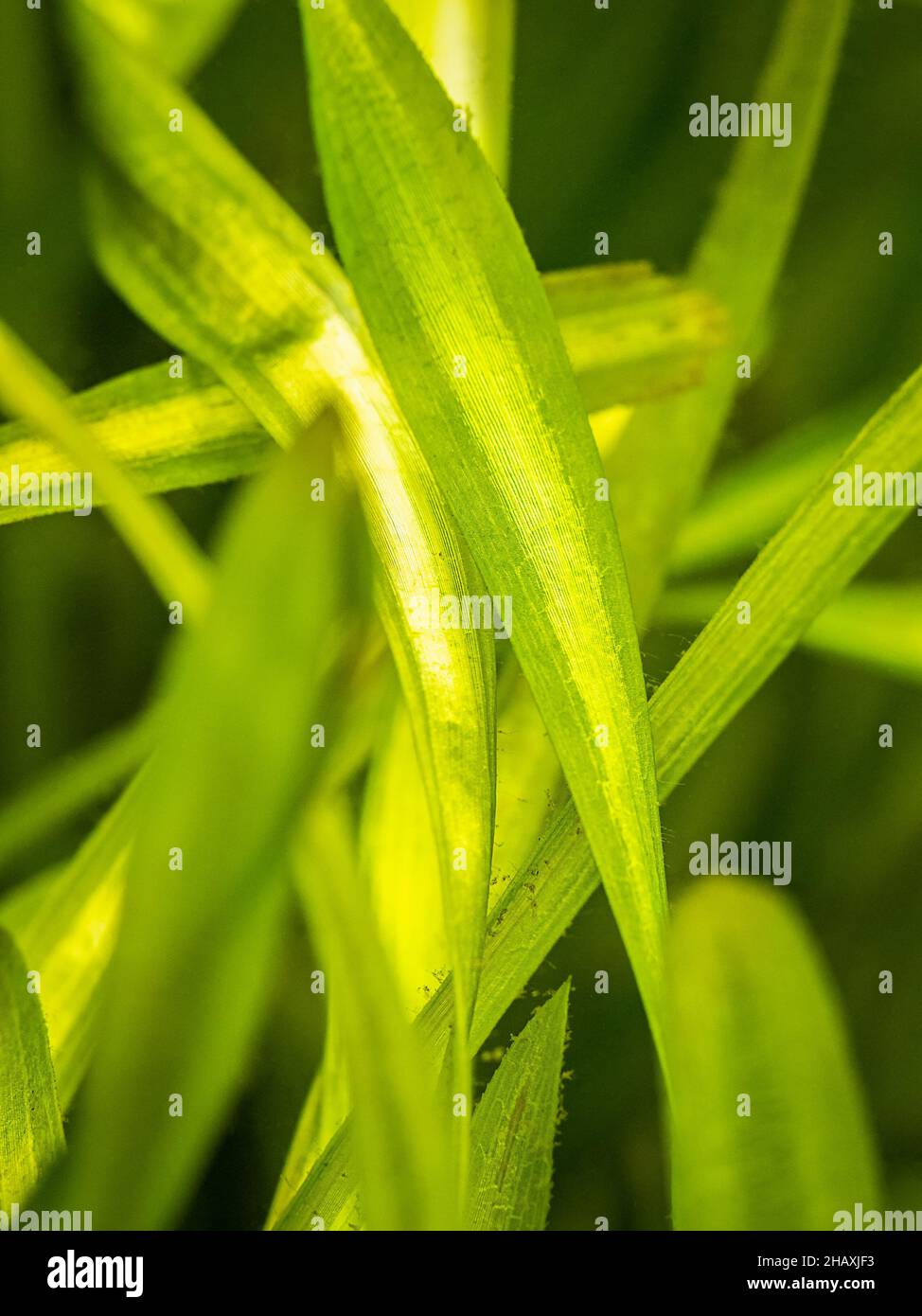 selective focus of vallisneria gigantea leafs in a fish tank with blurred background - aquatic plant Stock Photo