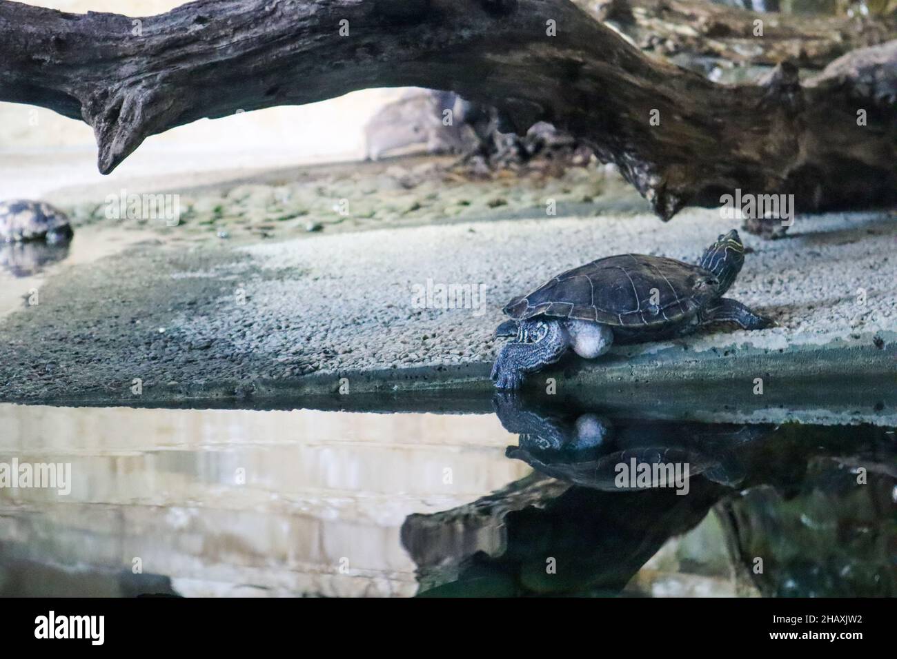 turtle climbs out of the water, reflected from the surface Stock Photo