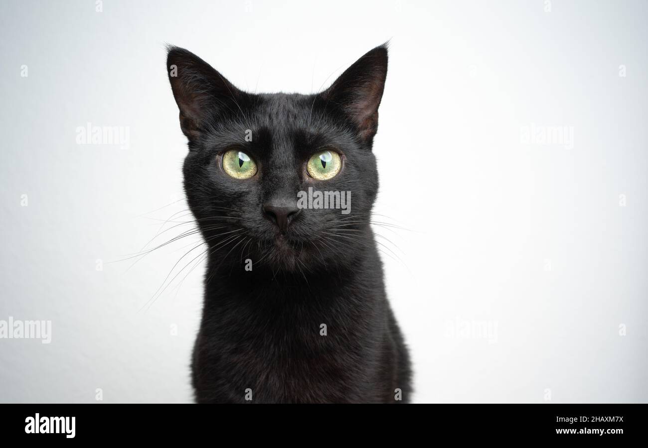 black cat looking at camera portrait on white background with copy ...