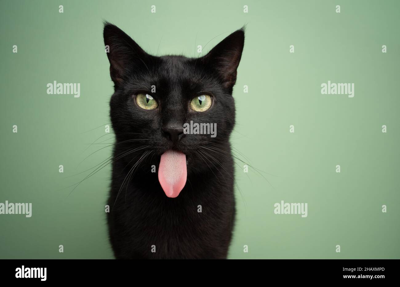 funny black cat sticking out long tongue looking at camera on green background with copy space Stock Photo