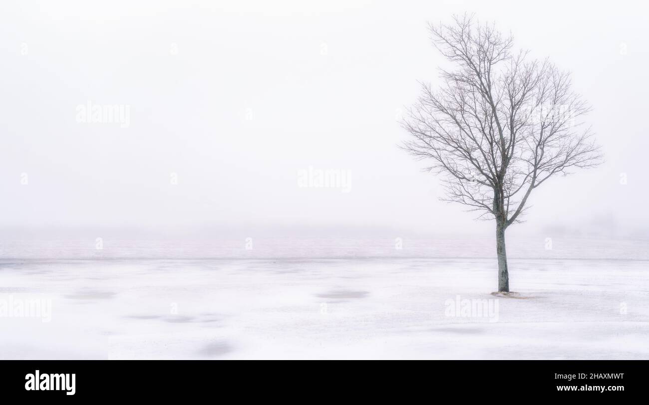 Maple trees in a frozen foggy landscape. Stock Photo