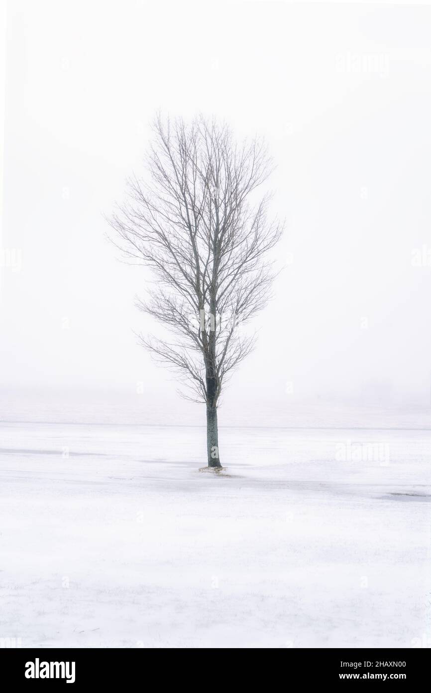 Maple trees in a frozen foggy landscape. Stock Photo