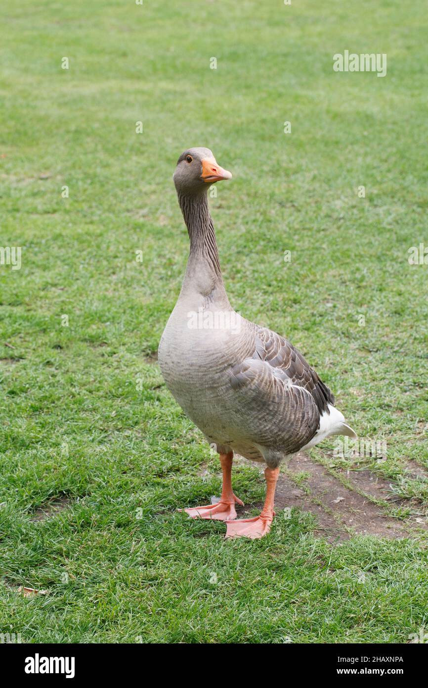 Anser anser. Greylag Goose. Stock Photo