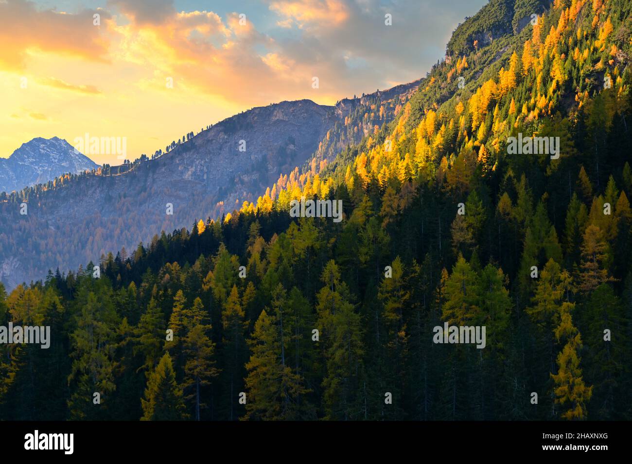 Lush pine tree covered mountains in sunlight, Parc Ela, Graubunden, Switzerland Stock Photo