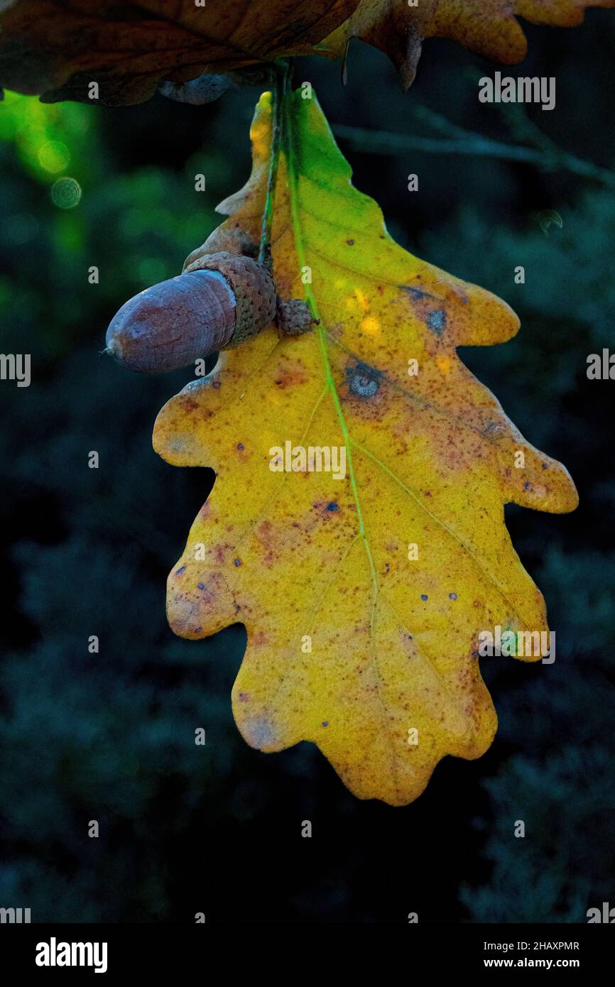 Acorn tree leaf hi-res stock photography and images - Alamy