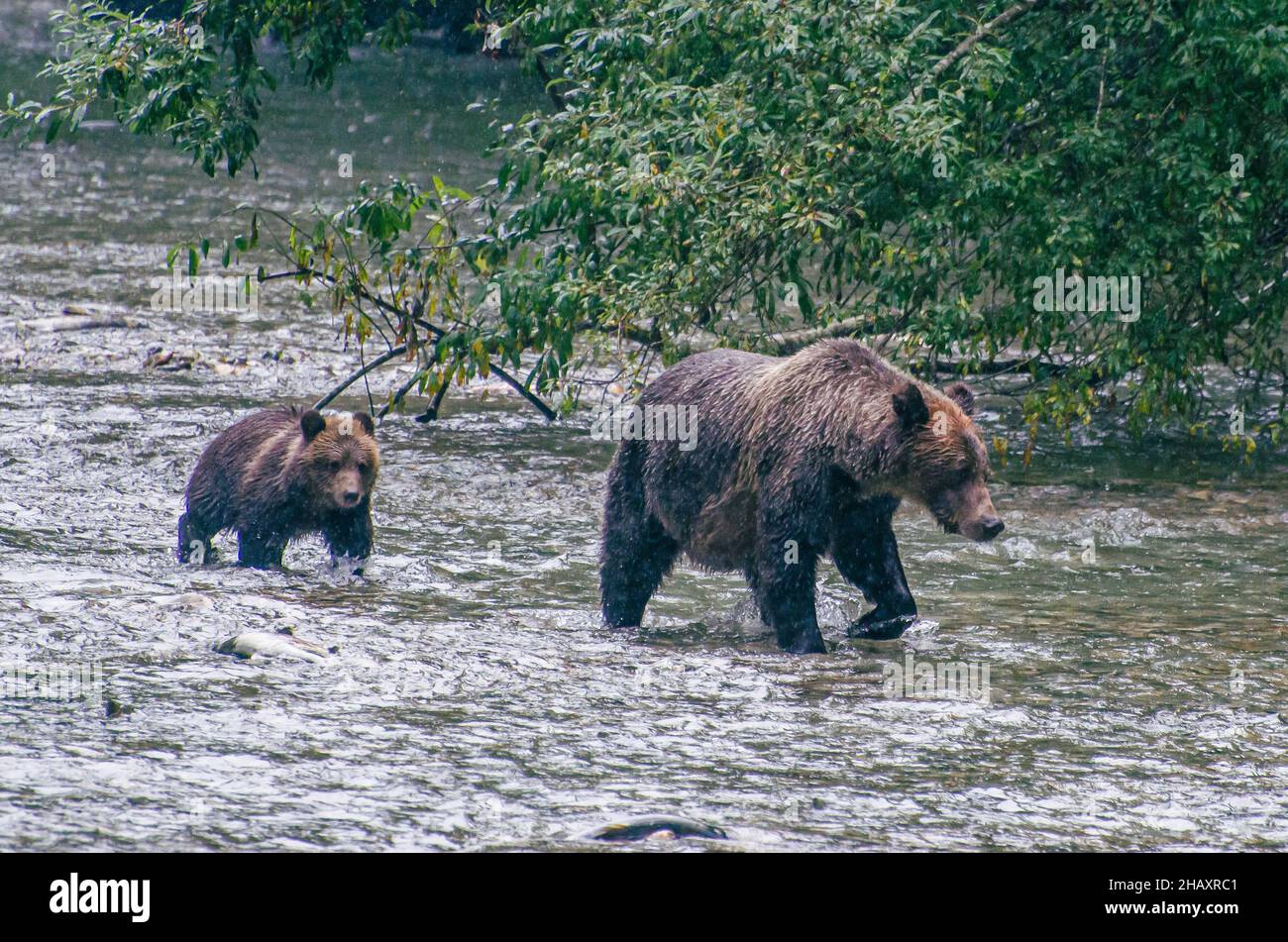 Grizzly bear and her Cub walking in a river, British Columbia, Canada Stock Photo