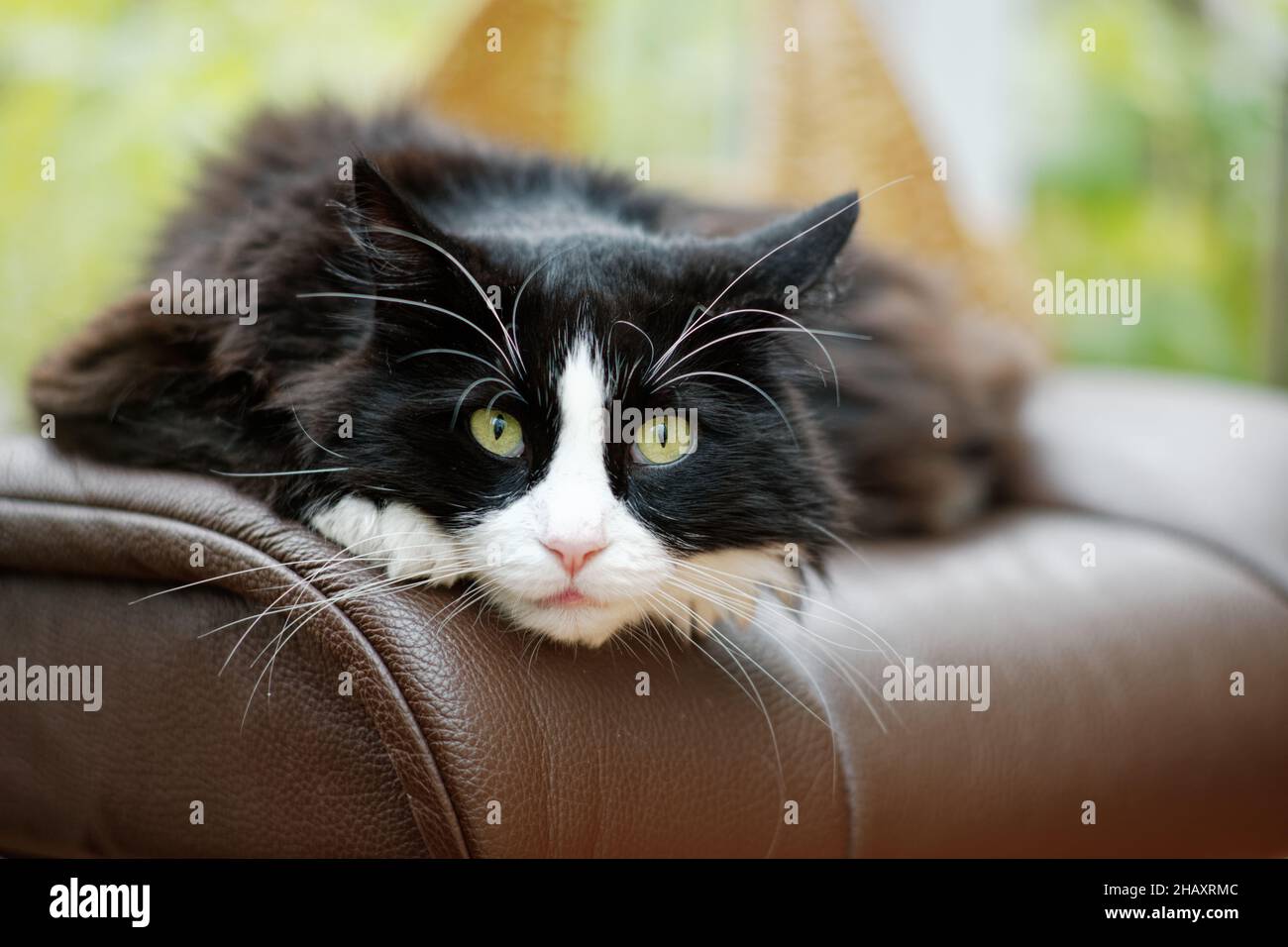 Fluffy black and white cat lying on a leather chair Stock Photo - Alamy