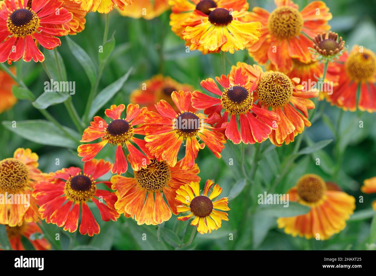 Helenium 'Waltraut'. Sneezeweed flowers. Stock Photo
