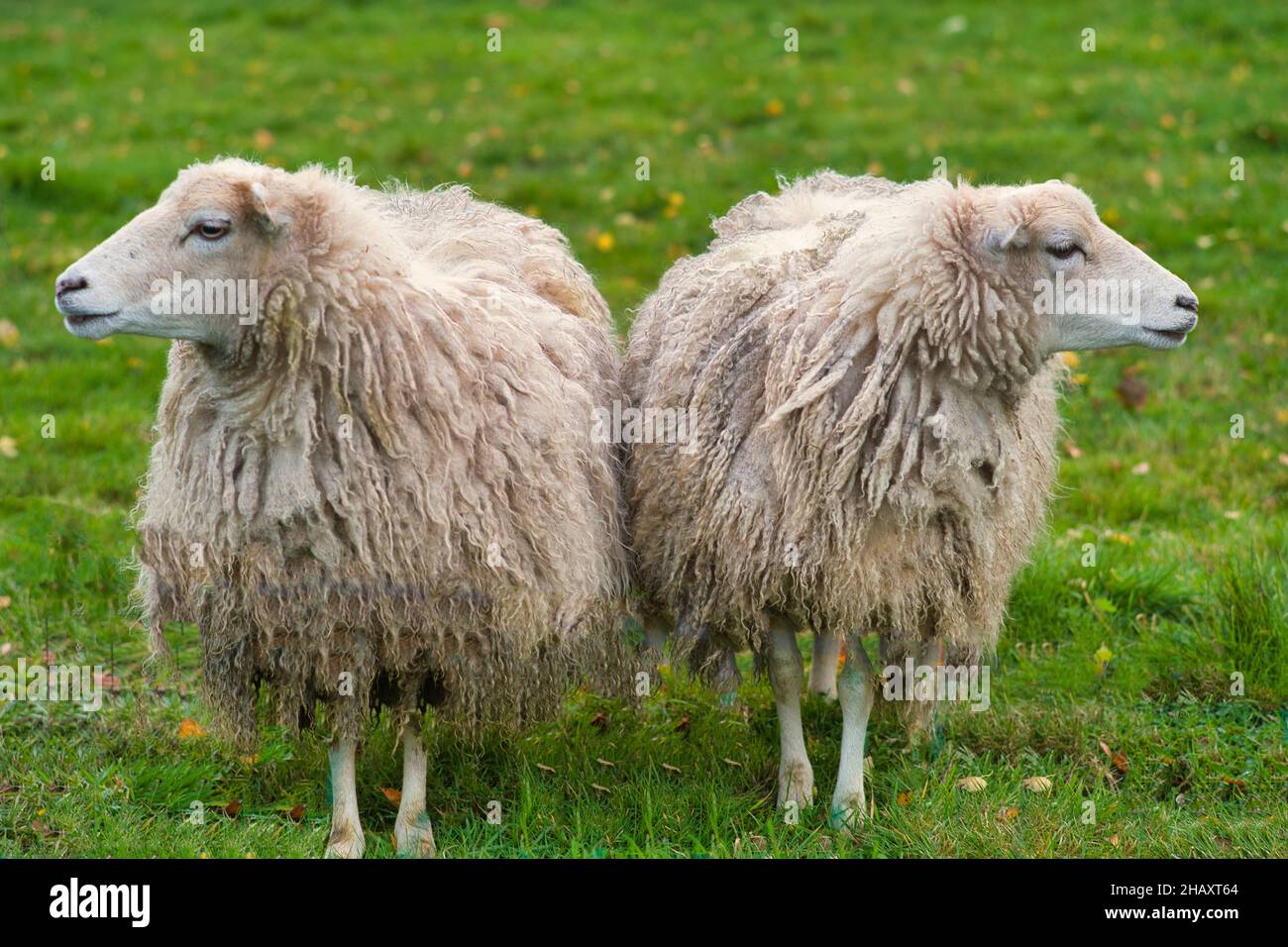 Two merino sheep standing side by side looking away from each other, East Frisia, Lower Saxony, Germany Stock Photo