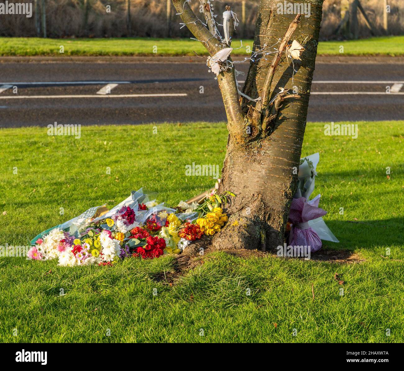 Newhame Rd, Montrose, Angus, Scotland, UK 15th of Dec 2021: Pictured - A lone tree, adjacent to the scene, becomes an area which members of public have chosen to mourn the death of the 61 year old woman that died, after she was struck by a car as she walked along the pavement. People have decorated the tree with stars, fairies, and fairy lights. The tree is surround with flowers, which contain personal messages to the woman that tragically died on the 11th of Dec 2021. Credit:Barry Nixon/Alamy Live News Stock Photo