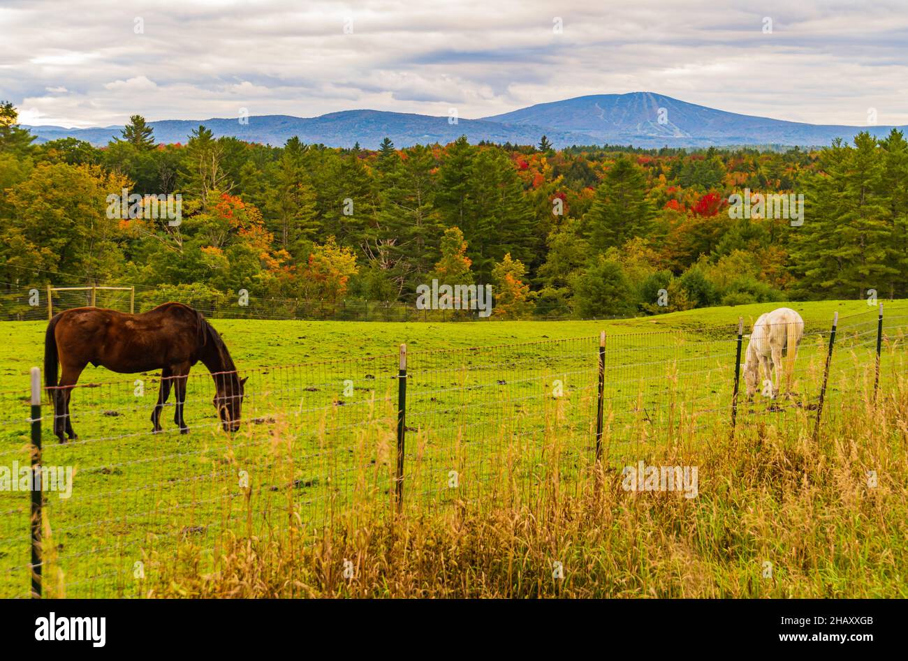 two horses in green pasture on a fall afternoon in Vermont Stock Photo