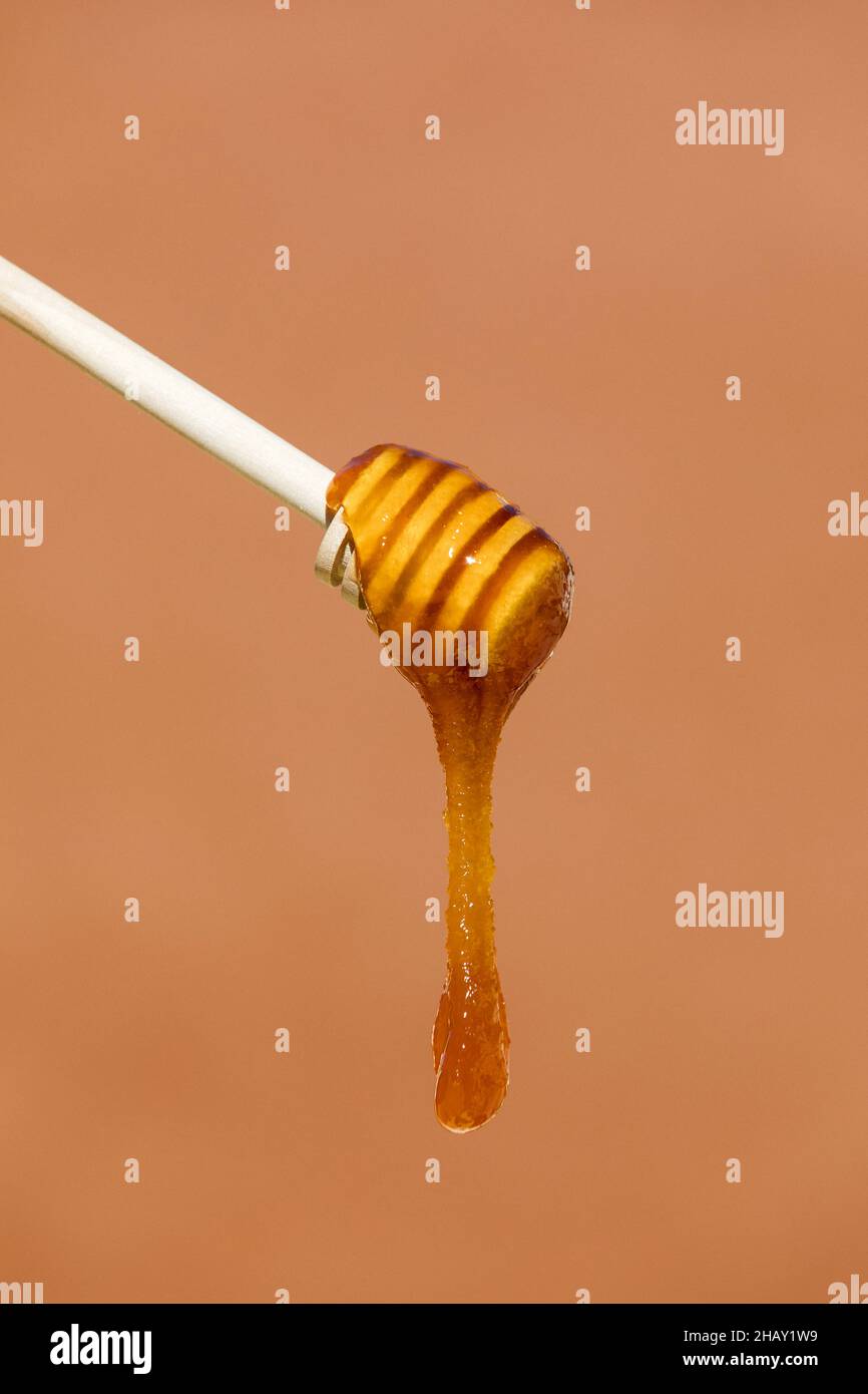 Sweet viscous honey made by bees dripping from wooden dipper with