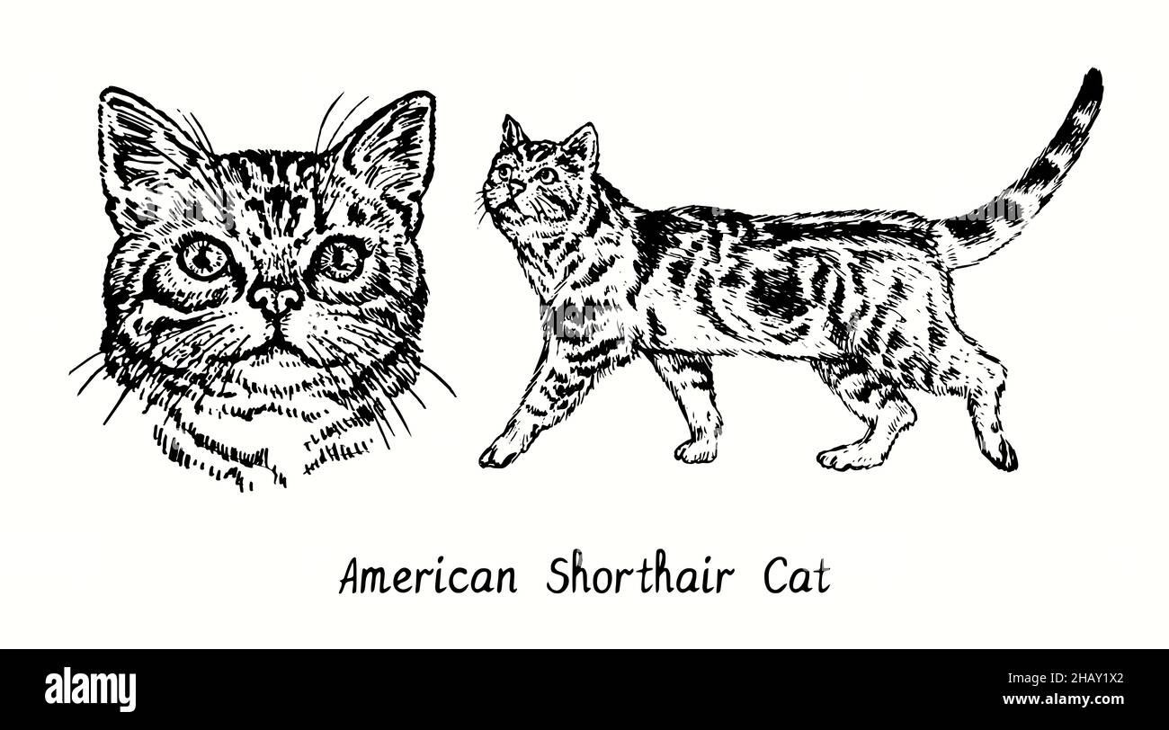 American Shorthair Cat collection, head front view and standing side view. Ink black and white doodle drawing in woodcut style Stock Photo