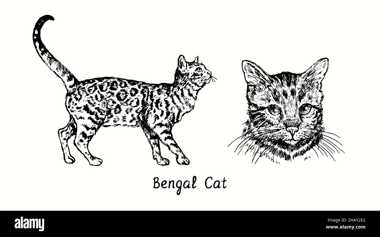 Bengal Cat collection, head front view and standing side view. Ink black and white doodle drawing in woodcut style Stock Photo