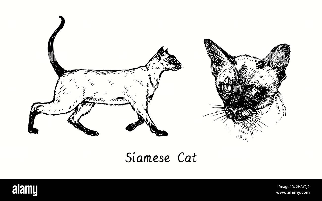 Siamese (Thai) Cat collection, head front view and standing side view. Ink black and white doodle drawing in woodcut style Stock Photo