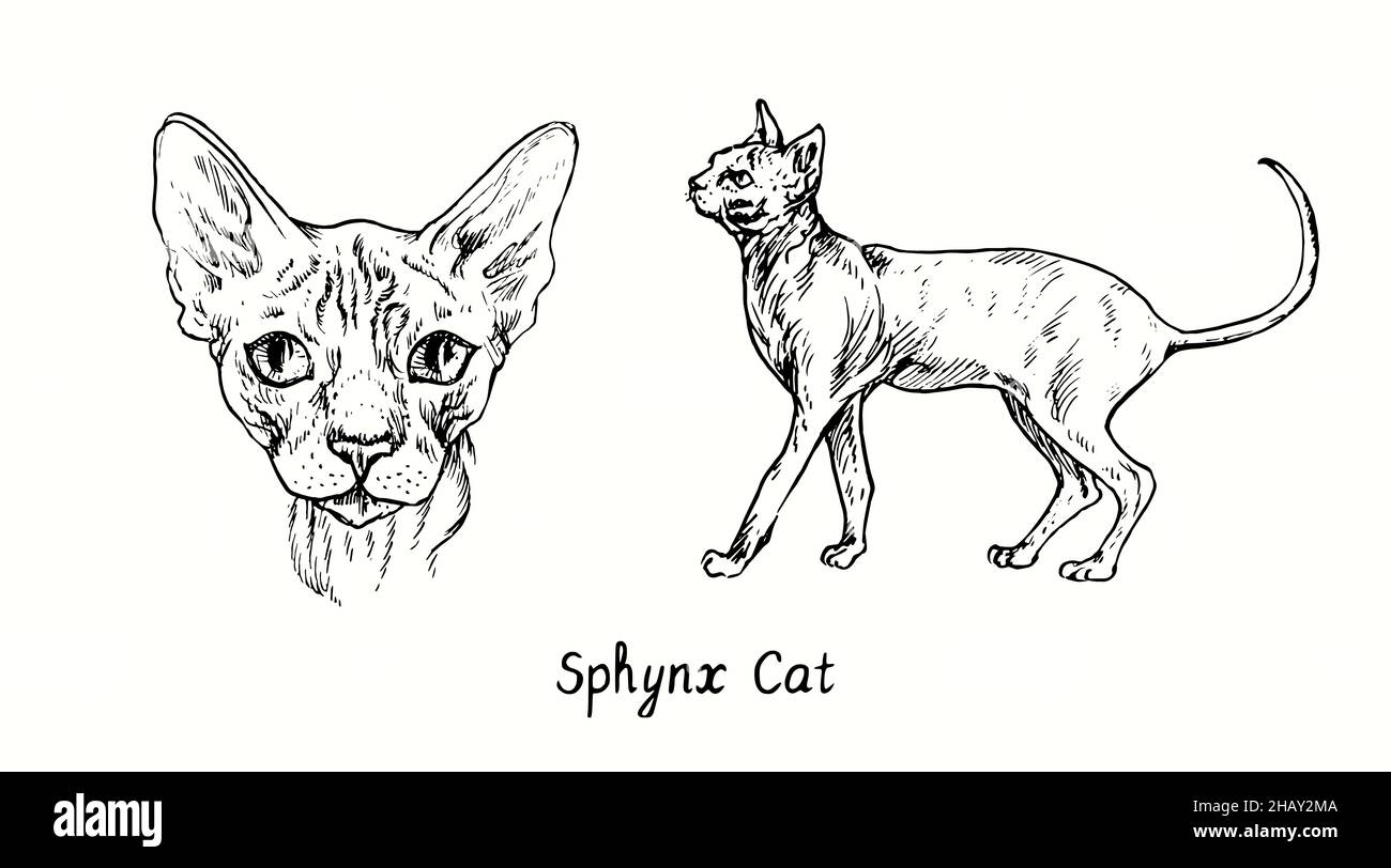 Sphynx Cat collection, head front view and standing side view. Ink black and white doodle drawing in woodcut style Stock Photo